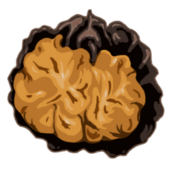 Chaga