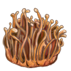 Cordyceps