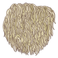 Lion's Mane