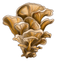 Maitake