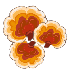 Reishi