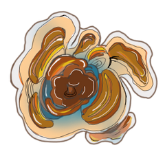 Turkey Tail